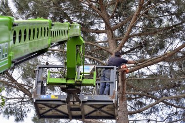 çapraz tehlikeli hale büyük ağaç