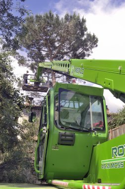 çapraz tehlikeli hale büyük ağaç