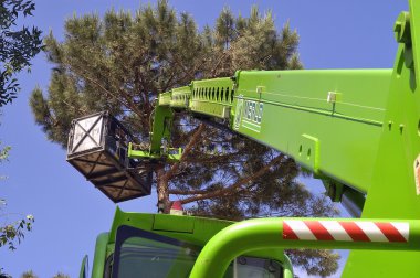 çapraz tehlikeli hale büyük ağaç