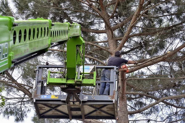 Cross of a large tree become dangerous — Stock Photo, Image