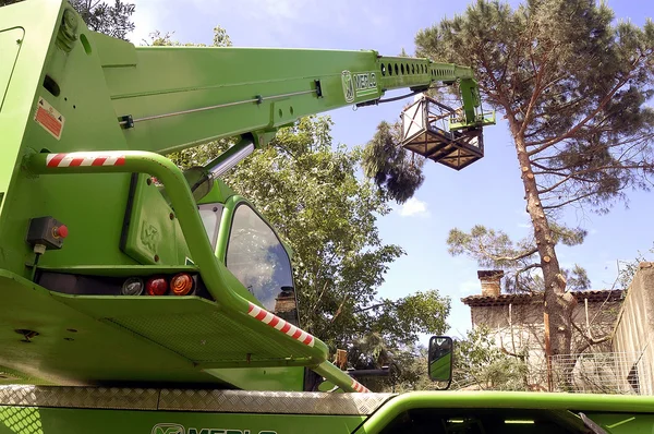 Kors av ett stort träd bli farliga — Stockfoto