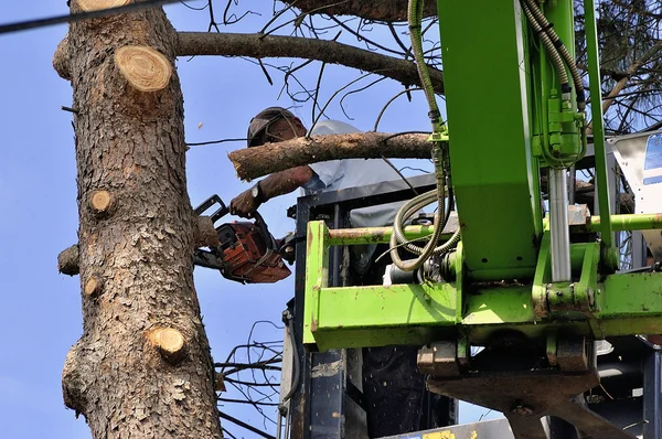 Croix d'un grand arbre deviennent dangereux — Photo