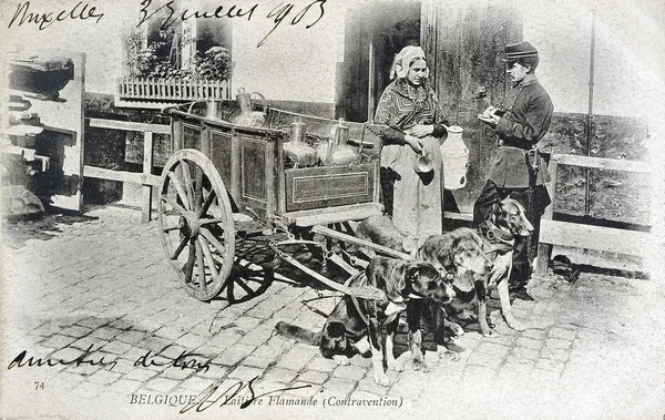 Old postcard of Belgium, dairy Flemish, the infringment — Stock Photo, Image