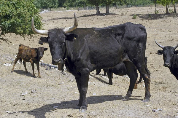 Herd of bulls — Stock Photo, Image