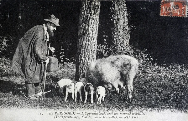 Velho cartão postal, Perigord trufas procurar — Fotografia de Stock