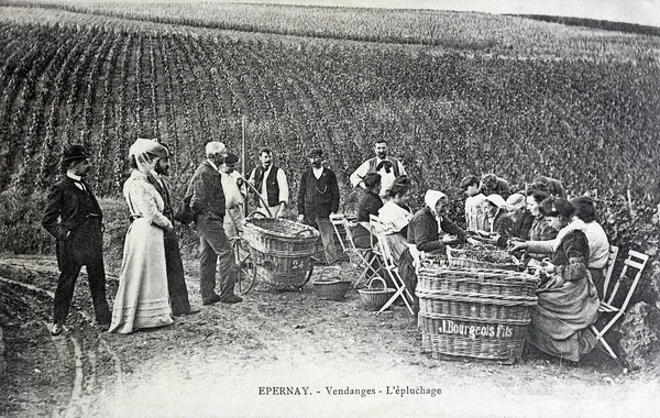 Old postcard, Epernay, harvest — Stock Photo, Image