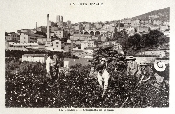 Vieille carte postale de Grasse, cueillette de jasmin — Photo