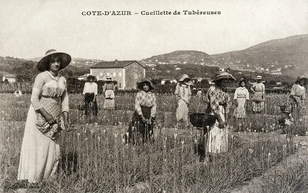 Vieille carte postale de Riviera, cueillette tubéreuse — Photo