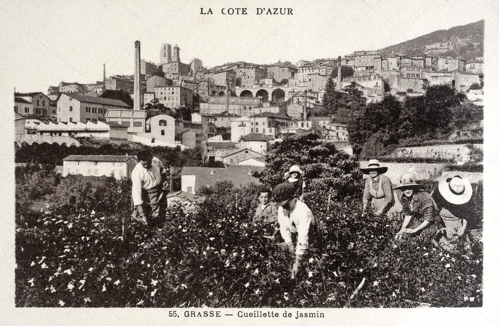 old postcard of Grasse, picking jasmine