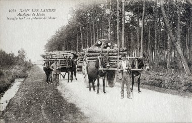 landes, katır pitprops taşıyan ekip, eski kartpostal