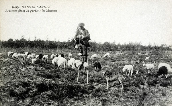 Vecchia cartolina nelle Landes, Pastore su trampoli filatura lana bea — Foto Stock