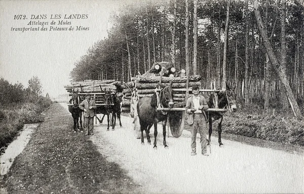 Vieille carte postale dans les Landes, équipe de mulets porteurs de pitprops — Photo