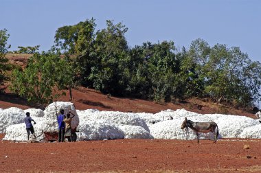 the cotton harvest clipart