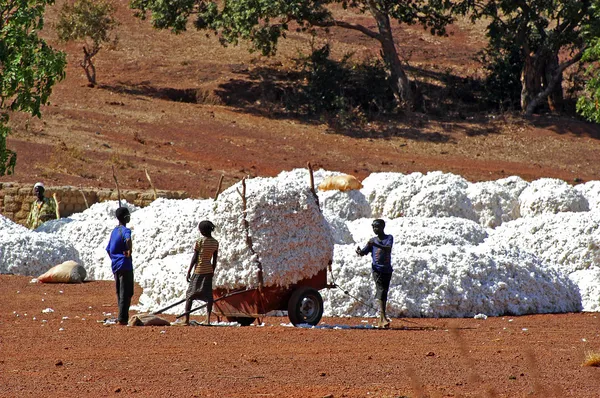 The cotton harvest — Stock Photo, Image