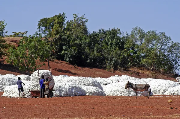 The cotton harvest — Stock Photo, Image