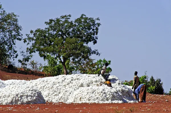 The cotton harvest — Stock Photo, Image