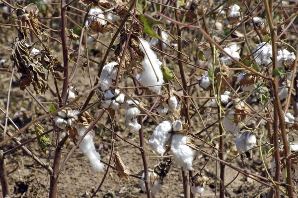 Fleurs de coton — Photo