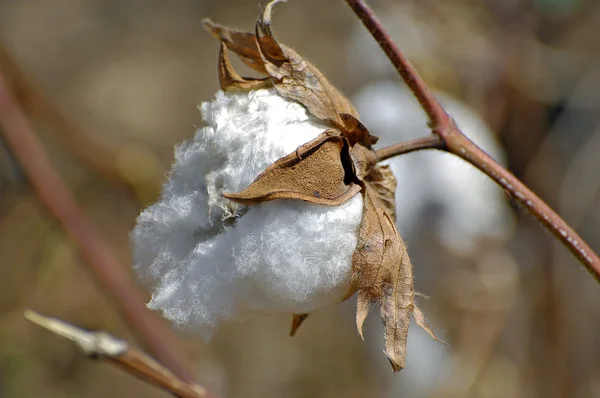 Cotton flowers — Stock Photo, Image