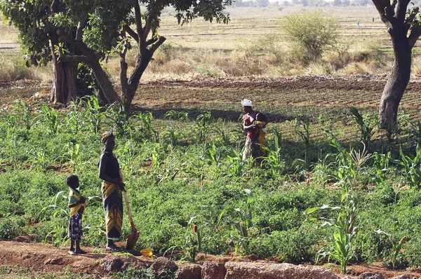 Markt tuin gewassen in burkina faso — Stockfoto