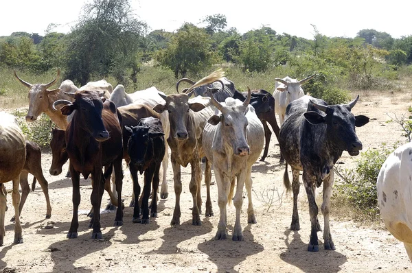 Herd of cows — Stock Photo, Image