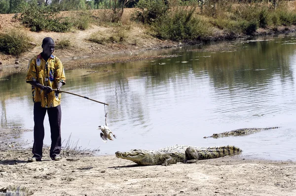 Crocodiles — Stock Photo, Image