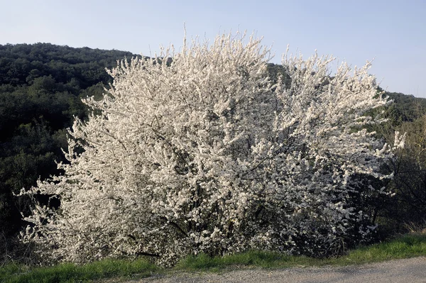 Abre flores blancas — Foto de Stock