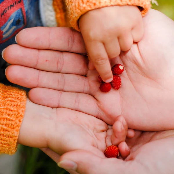 Barn tar smultronplantor från far — Stockfoto