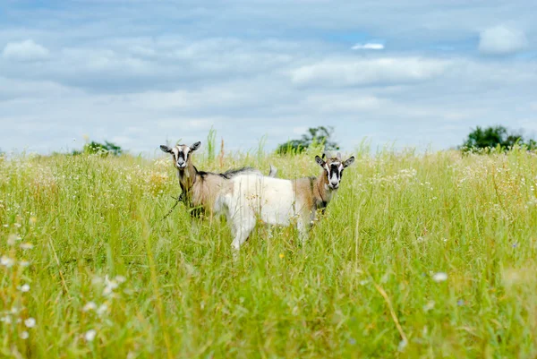 Two goats eating grass on green meadow — Stock Photo, Image