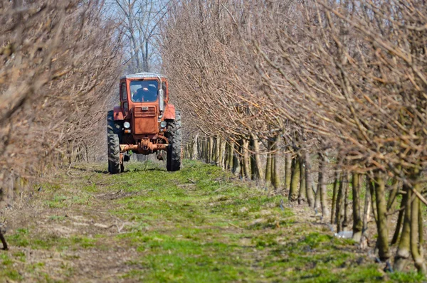 Tractor trabajando en el jardín de manzanas de primavera — Foto de Stock