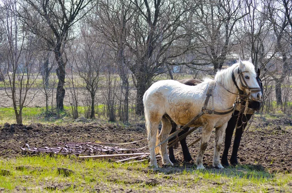Двоє коней і плуг навесні сільський сад — стокове фото