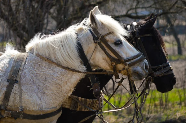 Δύο άλογα και το άροτρο στον κήπο ύπαιθρο άνοιξη — Φωτογραφία Αρχείου