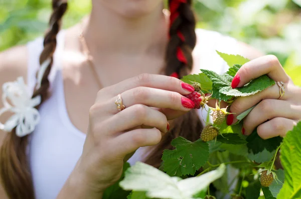 Gros plan sur les mains de la femme cueillette framboise — Photo