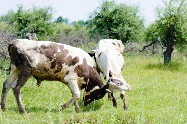 Dos vacas pelean — Foto de Stock