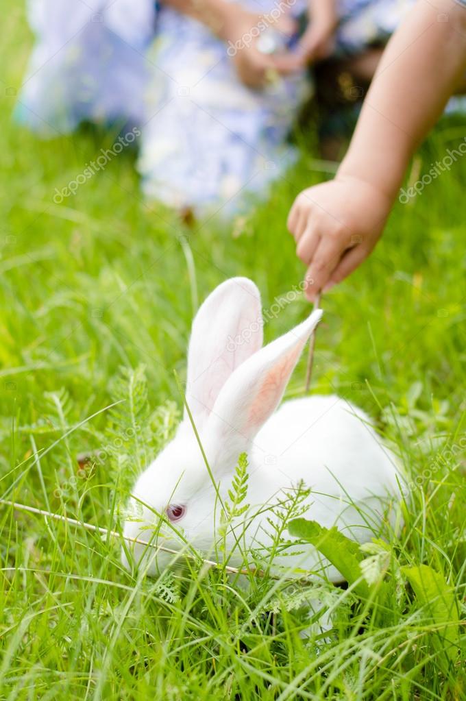 Kid touch rabbit — Stock Photo © rosipro 37080725