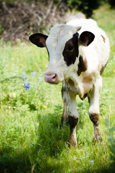 Vaca en el pasto . — Foto de Stock