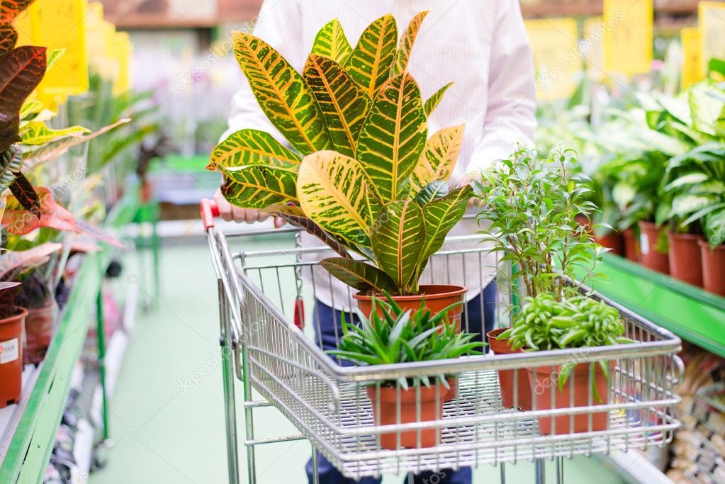 man with trolley choosing pot plants in gardening department store supermarket on the shopping shelf background