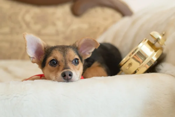 Small dog with alarm clock — Stock Photo, Image