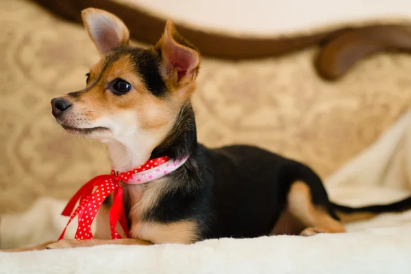 Pequeño lindo pinup perro con cinta roja acostado en la cama mirando a la mujer imagen de primer plano —  Fotos de Stock