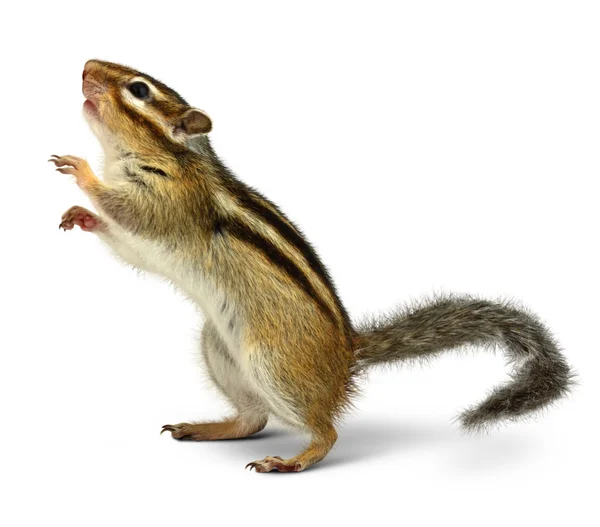 Chipmunk geïsoleerd op wit — Stockfoto