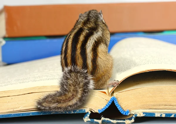 Divertente scoiattolo leggendo un libro — Foto Stock
