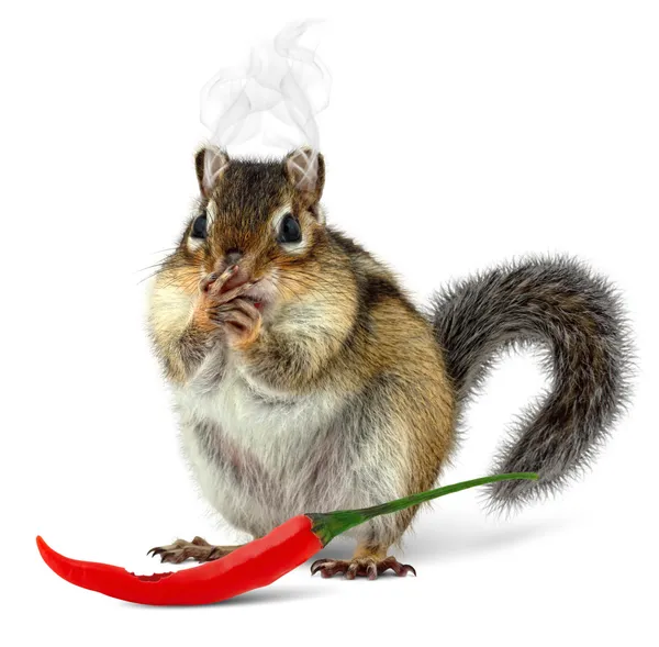Funny chipmunk eating hot pepper — Stock Photo, Image