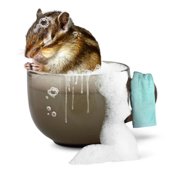 Funny chipmunk taking a bath — Stock Photo, Image