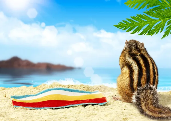 Chipmunk sulla spiaggia, concetto di vacanza — Foto Stock