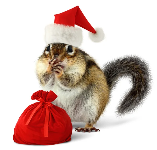 Το είδος σκίουρου στο κόκκινο καπέλο Άγιος Βασίλης με σάκο santas Royalty Free Εικόνες Αρχείου