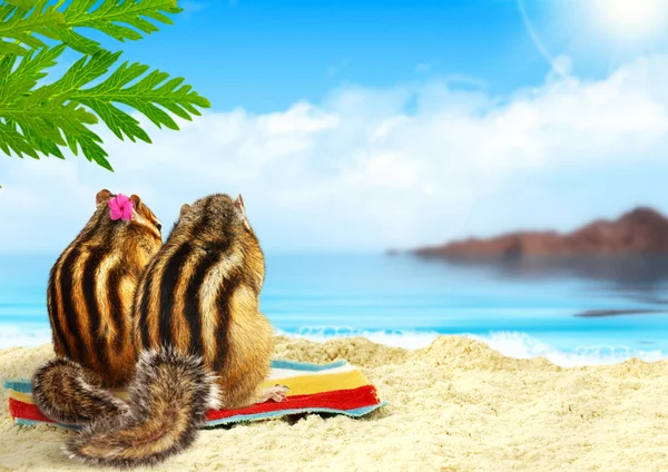 Wiewiórki na plaży, koncepcja miesiąc miodowy — Zdjęcie stockowe