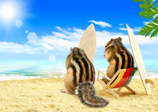 Chipmunks surfisti in spiaggia con tavole da surf — Foto Stock