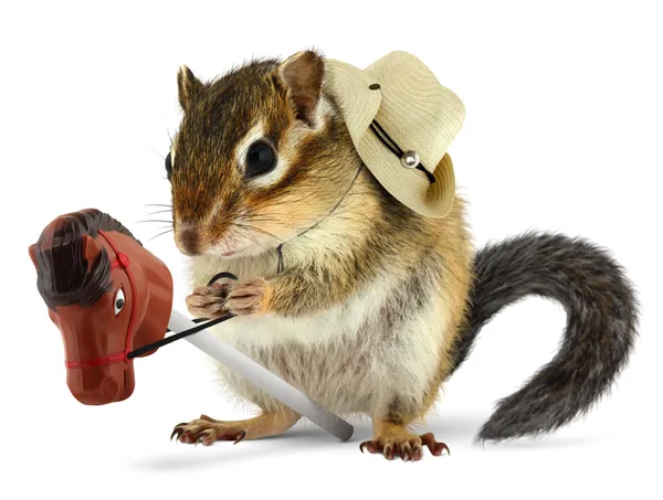 Grappige chipmunk cowboy met stick Rainbow horse — Stockfoto