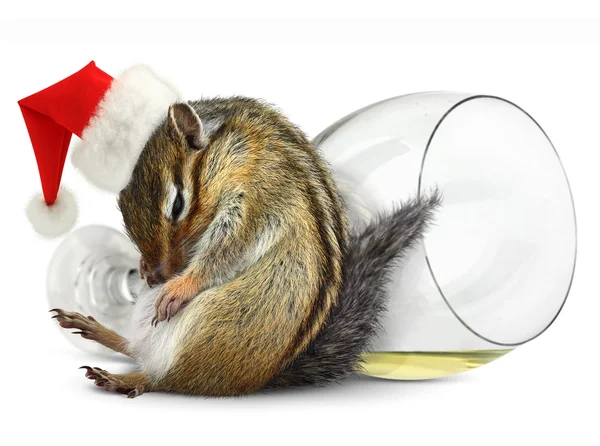 Vicces részeg mókus ruha santa kalap pezsgős pohár — Stock Fotó