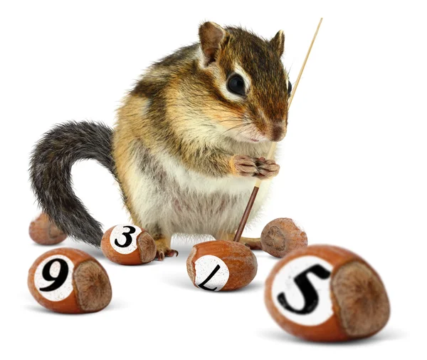 Funny chipmunk playing snooker — Stock Photo, Image