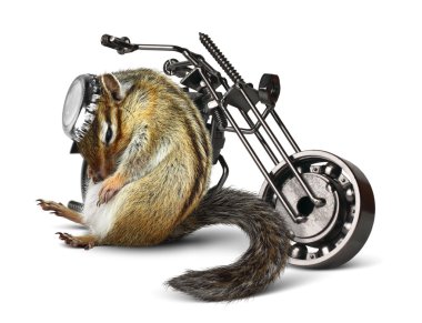 Motosiklet ile komik sincap motorcu